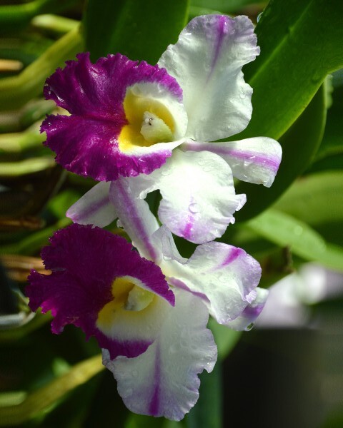 Purple And White Orchids Print